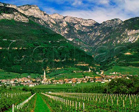 Termeno with apple trees below and vineyards above    Alto Adige