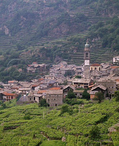 Nebbiolo vineyards trained on pergolas around village of Carema Piemonte Italy   Carema