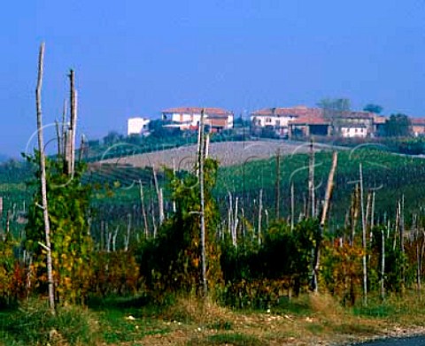 Vineyards near Casteggio Lombardy Italy  Oltrep Pavese