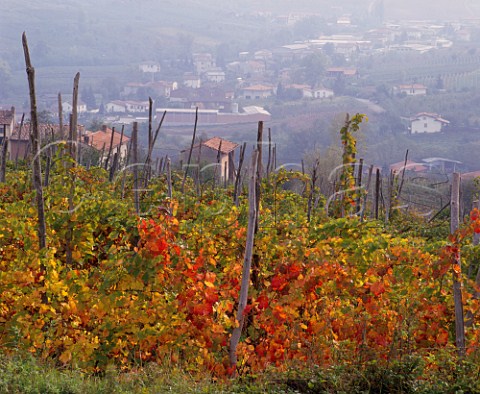 Autumnal vineyards above Santa Maria della Versa   Lombardy Italy  Oltrep Pavese