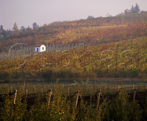 Autumnal vineyards near Casteggio Lombardy Italy   Oltrep Pavese