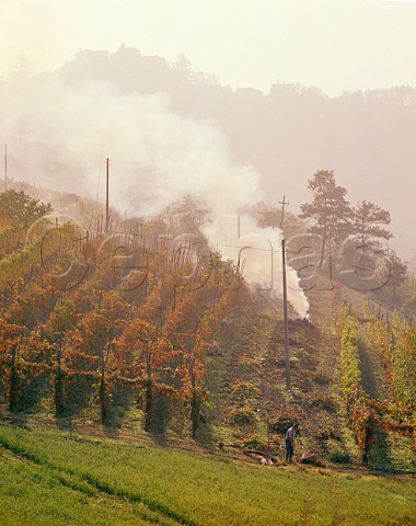 Burning prunings in autumnal vineyard Casteggio Lombardy Italy Oltrep Pavese