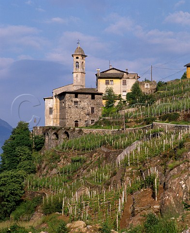Terraced vineyard below Santuario della Sassella Near Sondrio Lombardy Italy    Sassella  Valtellina Superiore