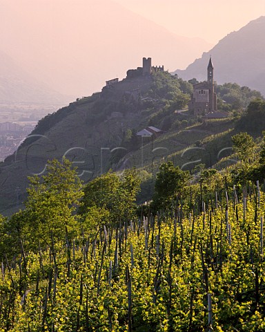 Vineyards at Montagna in Valtellina with Castel Grumello beyond high above Sondrio and the Adda Valley Lombardy Italy  Grumello  Valtellina Superiore