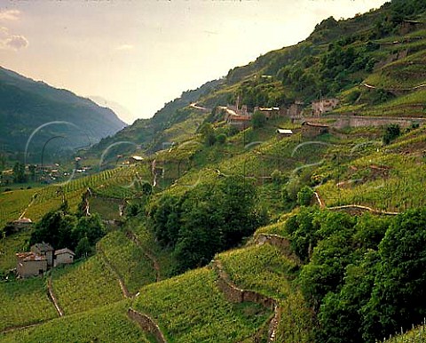 Terraced vineyards of Chiavennasca vines above the   Adda Valley at Valgella near Sondrio Lombardy   Italy   Valgella  Valtellina