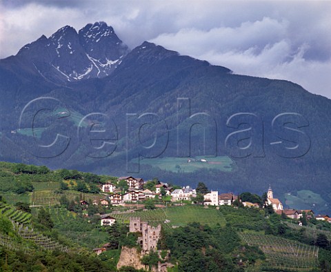 Vineyards around village of Tirol high above Merano Alto Adige Italy