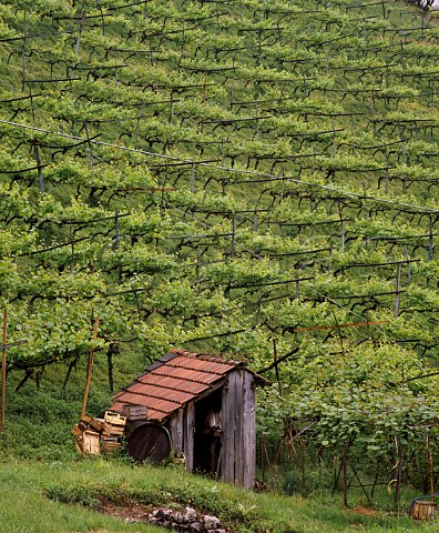 Pergola trained vineyard of Tiefenbrunner Entiklar Alto Adige Italy