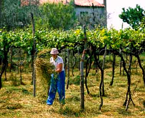 Hay making under the vines at Calmasino Veneto   Italy      Bardolino