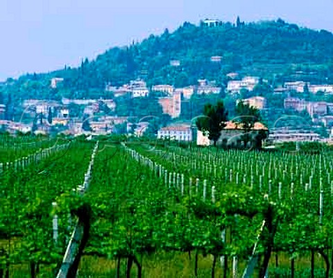 Vineyards at Cavaion Veronese Veneto Italy    Bardolino