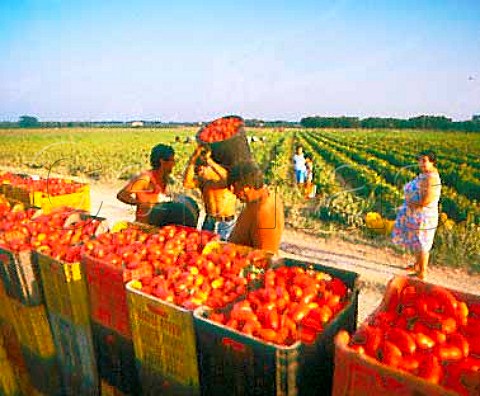 Harvesting tomatoes Puglia Italy