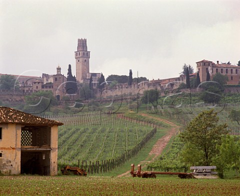 Vineyard below Castello di San Salvatore at Susegana near Conegliano Veneto Italy