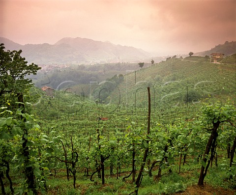 Hillside vineyards with Guia village in the   distance on the Strada del Vino Prosecco near   Valdobbidene Veneto Italy  Prosecco di ConeglianoValdobbidene