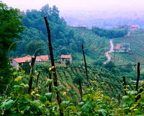 Vineyards at Guia on the Strada del Vino Prosecco   near Valdobbiadene Veneto Italy  Prosecco di ConeglianoValdobbidene