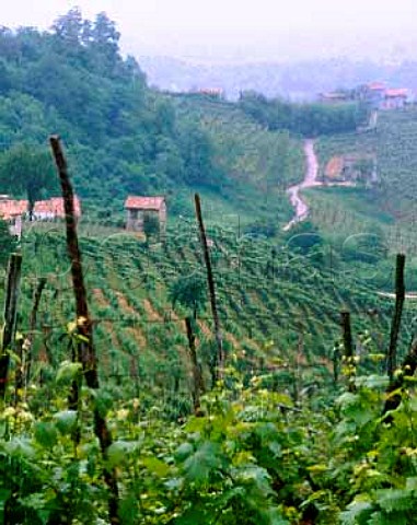 Vineyard on the Strada del Vino Prosecco   near Valdobbiadene Veneto Italy