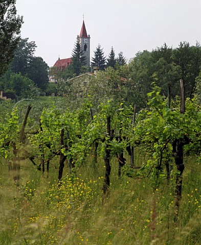 Vineyard near San Floriano del Collio   Friuli Italy    Collio Goriziano