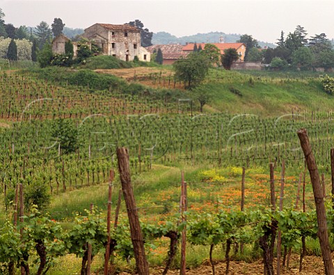 Ribolla vineyard of Mario Schiopetto Capriva del   Friuli Friuli Italy     Collio