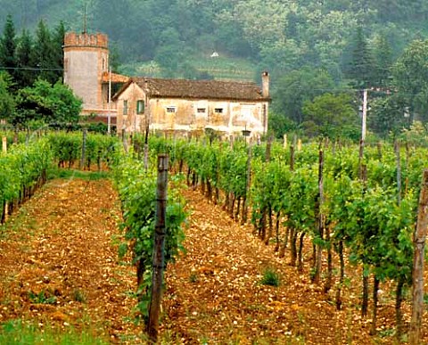 Vineyards at Brazzano Friuli Italy   Collio Goriziano