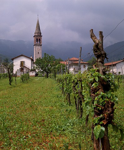 Church bell tower by vineyard at Prestento Friuli  Italy  Colli Orientali del Friuli
