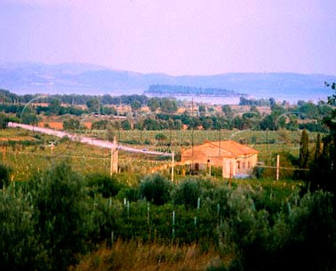 Vineyards by Lago Trasimeno Umbria Italy   Colli dei Trasimeno