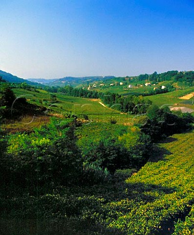 Vineyards at Ortona Abruzzi Italy  Montepulciano and Trebbiano dAbruzzo