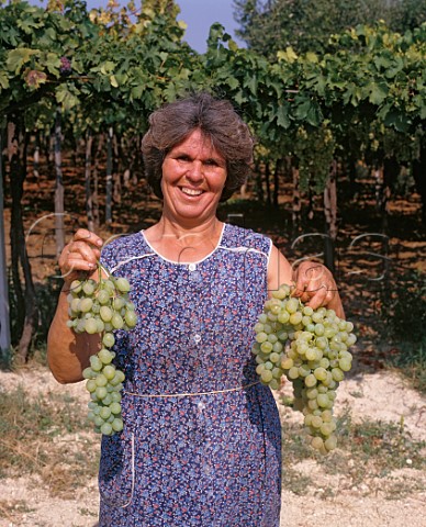 Woman with Trebbiano grapes destined for La Cantina Sociale di Ortona Ortona Abruzzi Italy  Trebbiano dAbruzzo