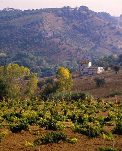 Vineyard in the hills near Chieti Abruzzi Italy