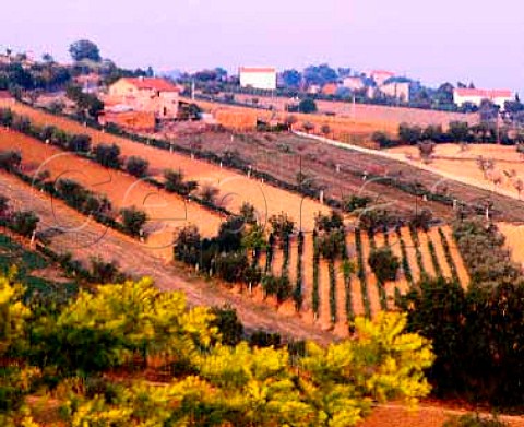 Vineyards near Controguerra Abruzzi Italy