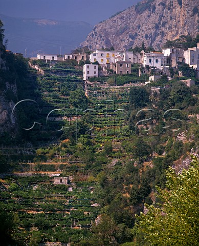 Vines and citrus groves on steep hillside at  Pontone Ravello Campania Italy