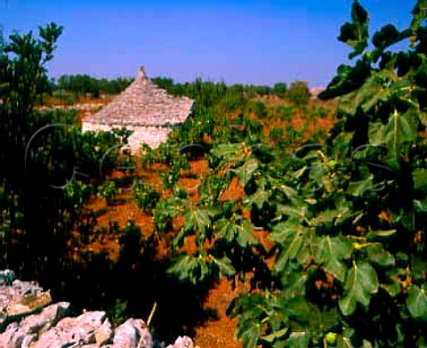 Trullo in vineyard Locorotondo Puglia Italy