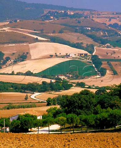Vineyard on the slopes of Monte Conero near   Camerano Marches Italy  DOC Rosso Conero