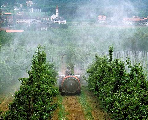 Spraying apple trees at Terlano Alto Adige Italy