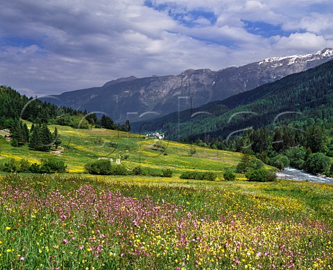 Spring flowers in alpine meadow by the River Noce Near Mezzana Trentino Italy