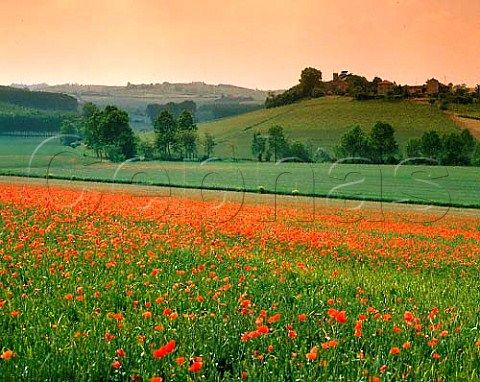 Springtime poppies in wheat field with vineyards   beyond  Rossignano Monferrato Piemonte Italy