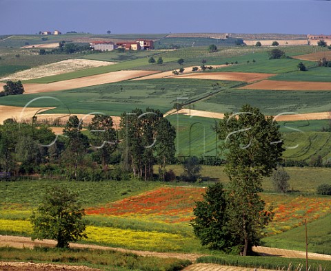 Springtime landscape at Grana in the Monferrato Hills northeast of Asti   Piemonte Italy