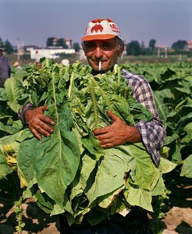 Harvesting tobacco Umbria Italy