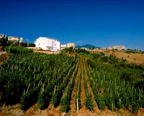 Vineyard at Rionero in Vulture Basilicata Italy  Aglianico del Vulture