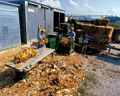 types of dip tobacco Popular Dip Flavors