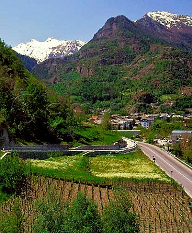 Vineyard at Arvier in the valley of the Dora Baltea river Valle dAosta Italy   Enfer dArvier