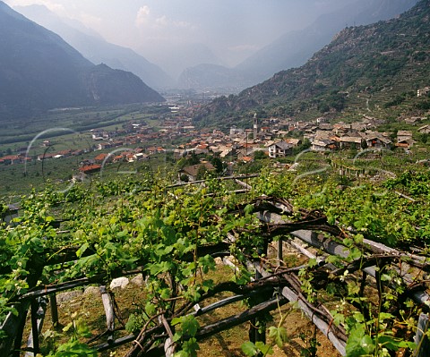Nebbiolo vines known here as Picutener on pergolas above the village of Carema and the valley of the Dora Baltea river Piemonte Italy