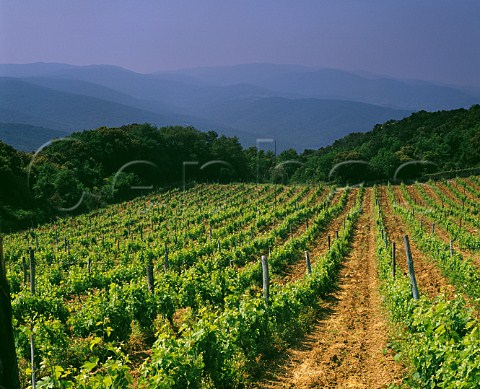 Castiglioncello the original Cabernet Sauvignon vineyard of Sassicaia Tenuta San Guido Bolgheri Tuscany Italy  