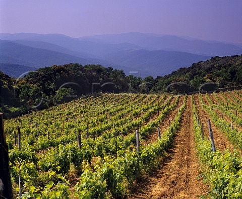 Castiglioncello the original vineyard of SassicaiaAt an altitude of around 340 metres it was planted in 1944 with cuttings of CabernetSauvignon from Chteau LafiteRothschild  Tenuta San Guido Bolgheri Tuscany Italy