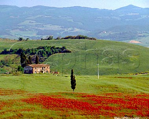 Spring flowers in meadow near Casale Marittimo   Tuscany Italy      Montescudio