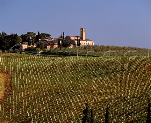 Vineyard below Abbazia Monte Oliveto San Gimignano Tuscany Italy  Vernaccia di San Gimignano  Chianti Colli Senesi