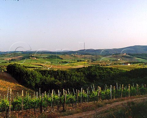 Vineyard near Castellina in Chianti Tuscany   Chianti Classico