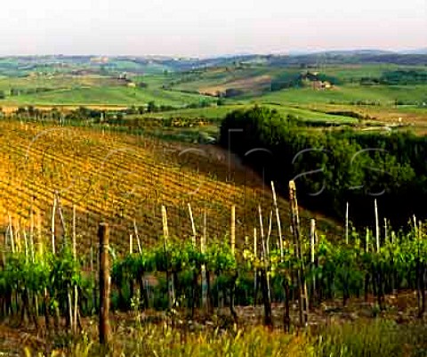 Vineyards near Castellina in Chianti Tuscany   Italy    Chianti Classico