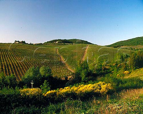 The Tignanello vineyard of Marchesi L  P Antinori   on their Santa Cristina Estate  top left is Podere   Tignanello The centre triangle is the Solaia   vineyard of Cabernet Sauvignon  Tuscany