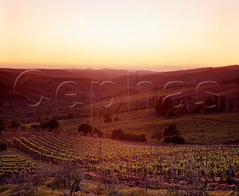 Sunset over vineyards near Panzano in Chianti   Tuscany Italy       Chianti Classico