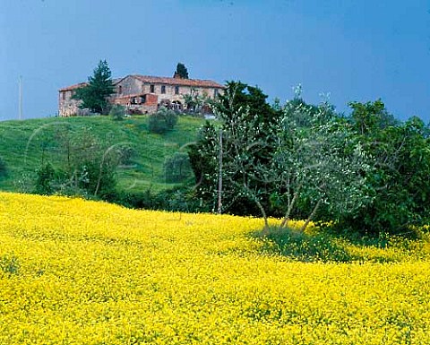 Mustard in flower below the house of San Giuseppe on the estate of Berardenga Felsina Castelnuovo Berardenga Tuscany Italy  Chianti Classico