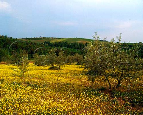 Mustard flowering in olive grove at San Regolo near   Brolio Tuscany Italy   Chianti Classico