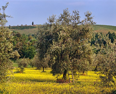 Mustard flowering in olive grove with vineyards beyond San Regolo Tuscany Italy Chianti Classico